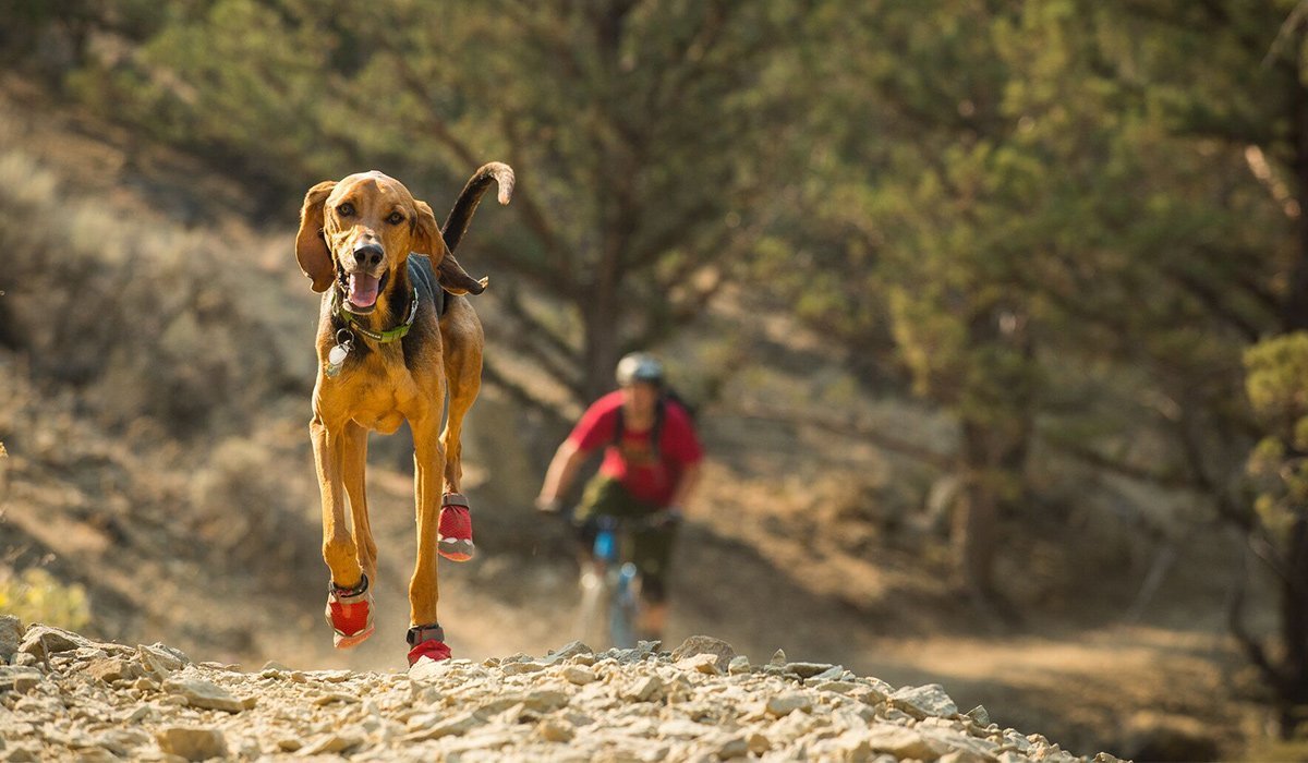 Stories Explored A Ruffwear Blog Ruffwear