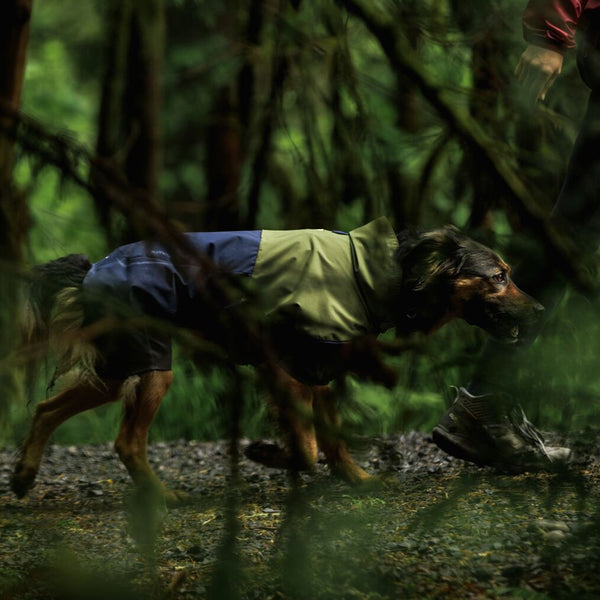 A dog looks at the camera in the snow wearing a yellow Vert jacket.