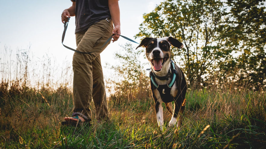 Dog Harnesses | Strong, Secure, Everyday Harnesses for Dogs  | Ruffwear