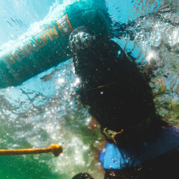A dog grabs a Lunker Throw Toy in the water