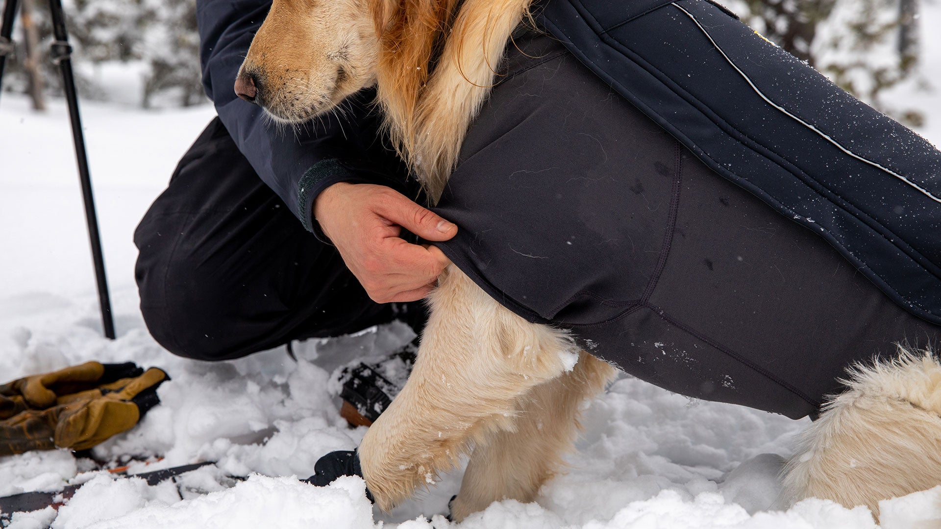 Cloud Chaser Dog Jacket Ruffwear