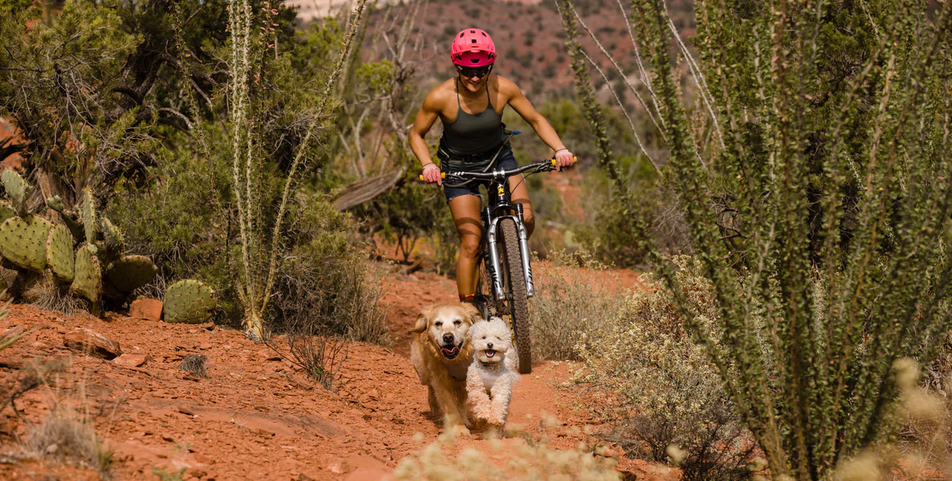 Two dogs run in front of human mountain biking in Arizona.