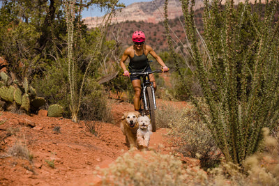 Two dogs run in front of human mountain biking in Arizona.