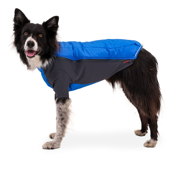 Studio shot of dog in blue powder hound jacket.