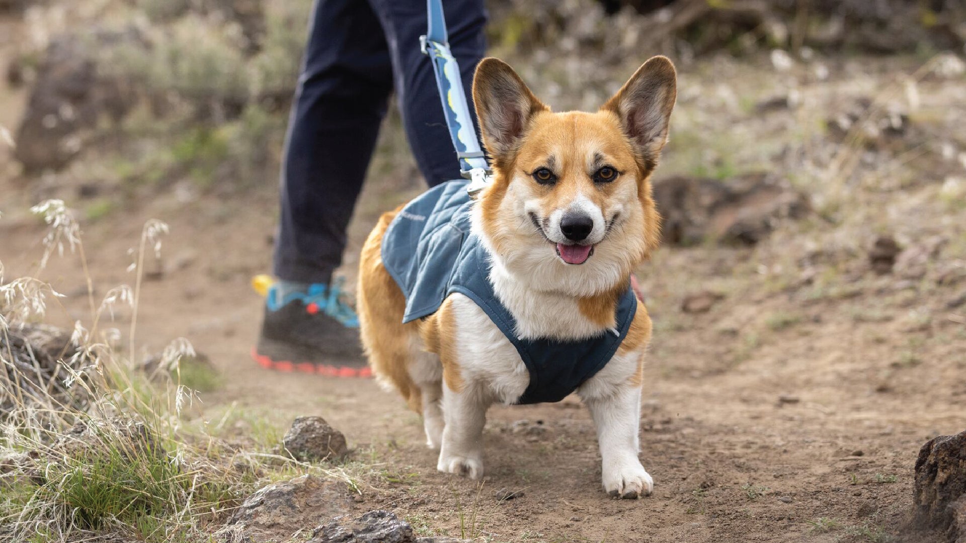 Ruffwear harness sale corgi