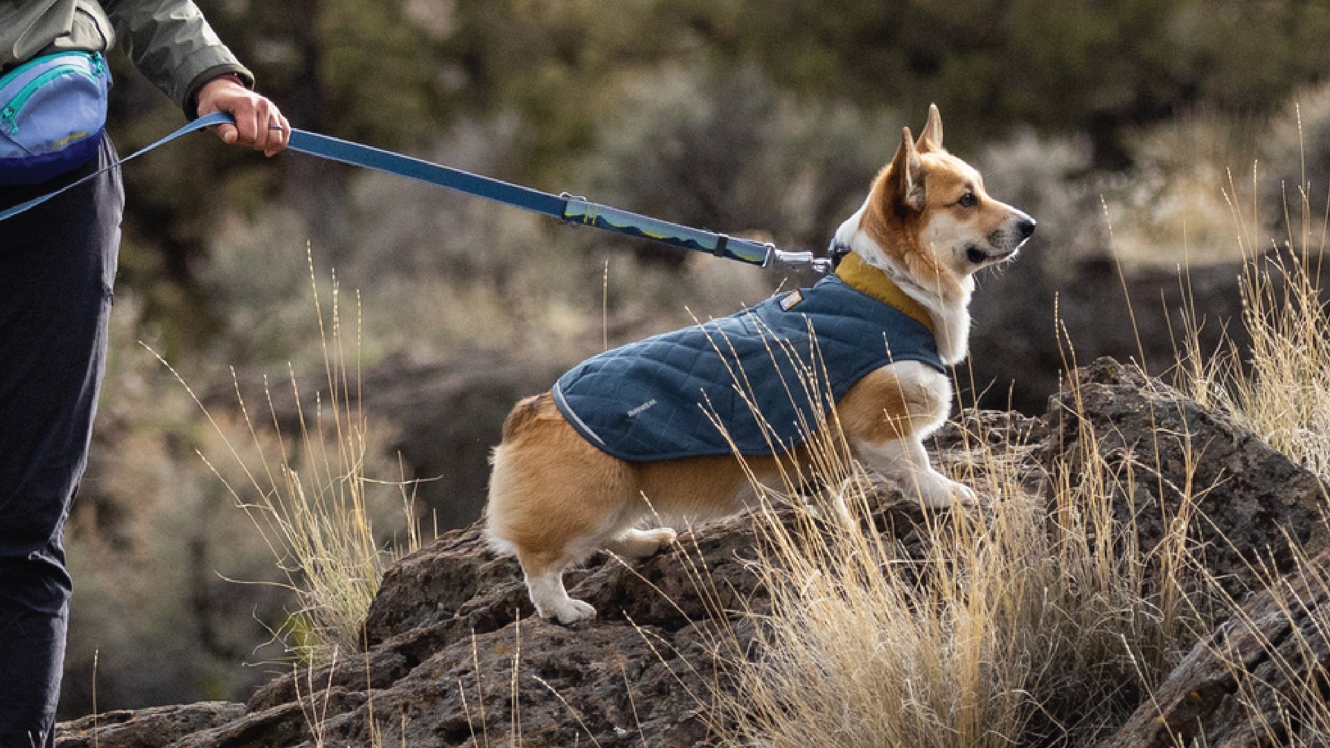 Dog quilted outlet jacket