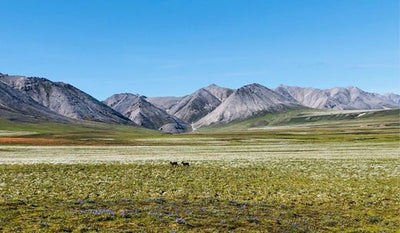 Arctic meadow with two animals walking across the tundra and mountains in the background.