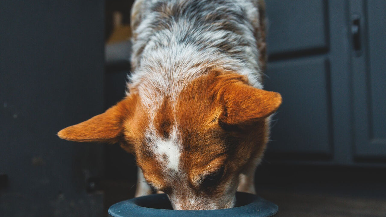 Basecamp Anti-Splash Ring minimiza desorden - Ruffwear