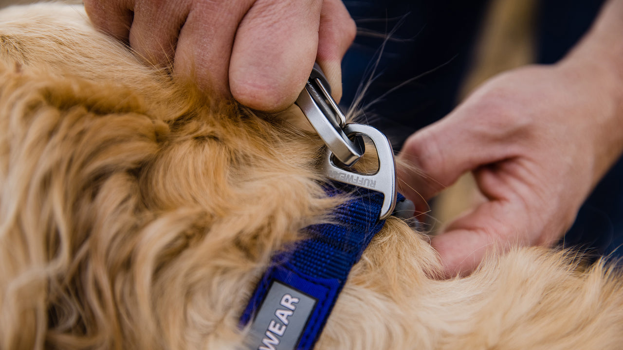 Front Range™ Dog Collar, Lightweight Everyday Collar