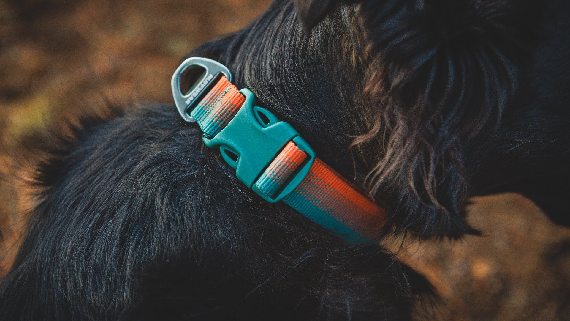 Ruffwear front range dog 2024 collar