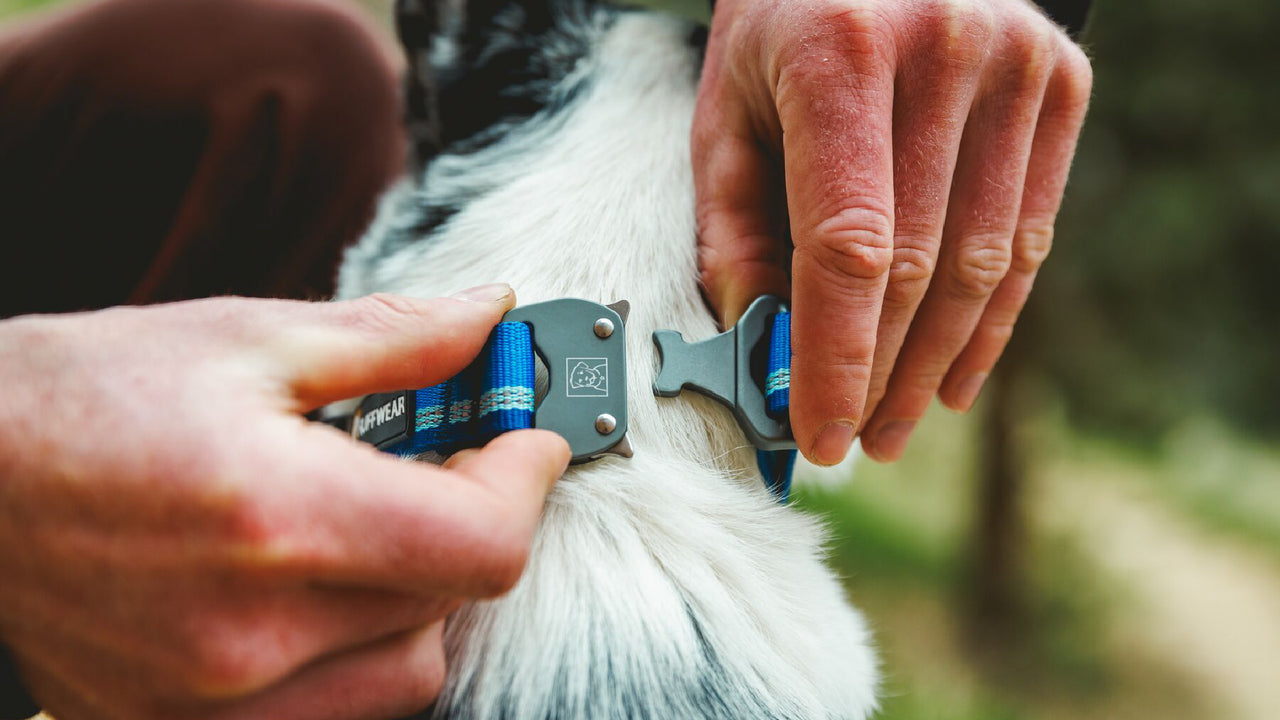 Talon Buckle Collar