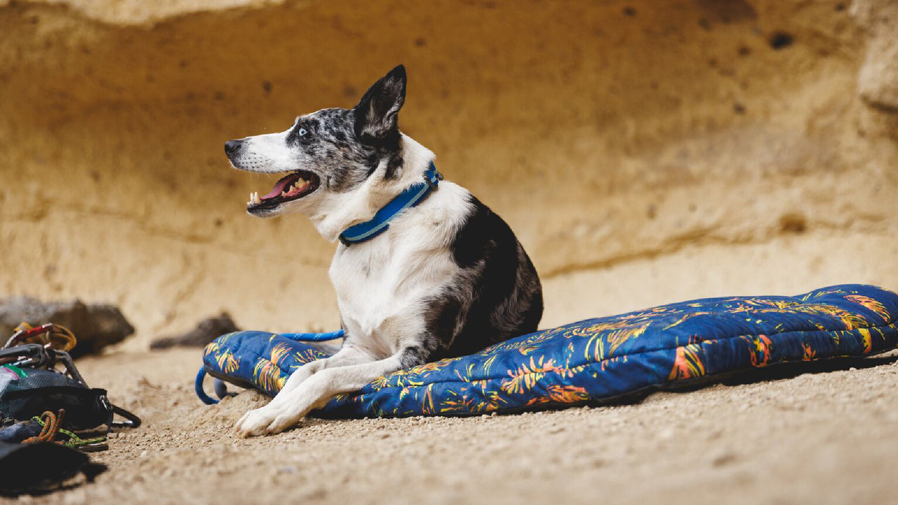 Tubelok Webbing Collar