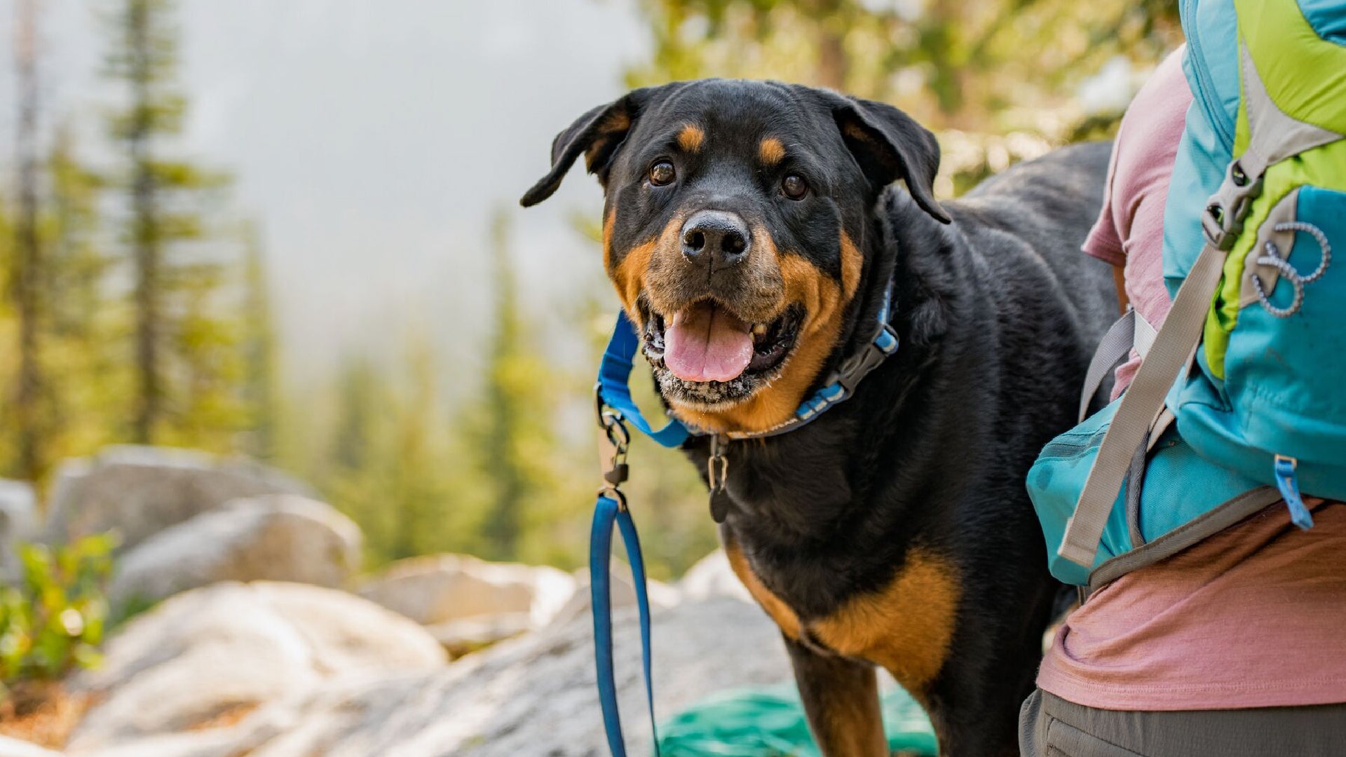 Ruffwear web reaction store collar