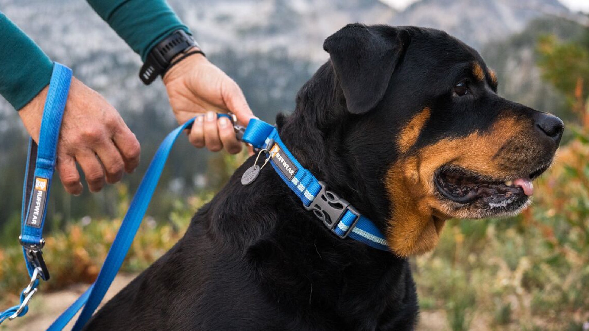 Web Reaction Martingale Dog Collar With Buckle Ruffwear