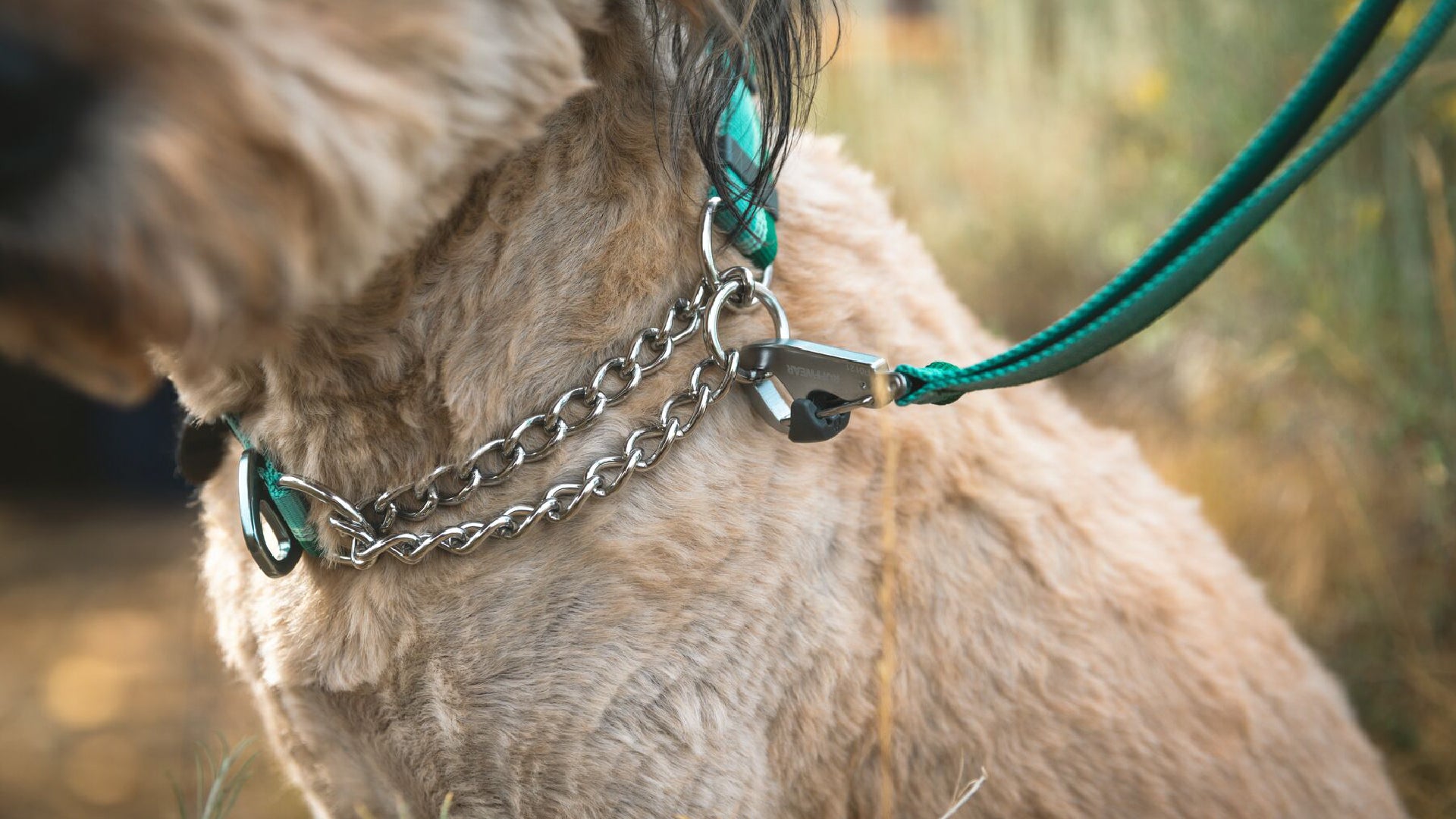 Martingale collar with 2024 chain and buckle