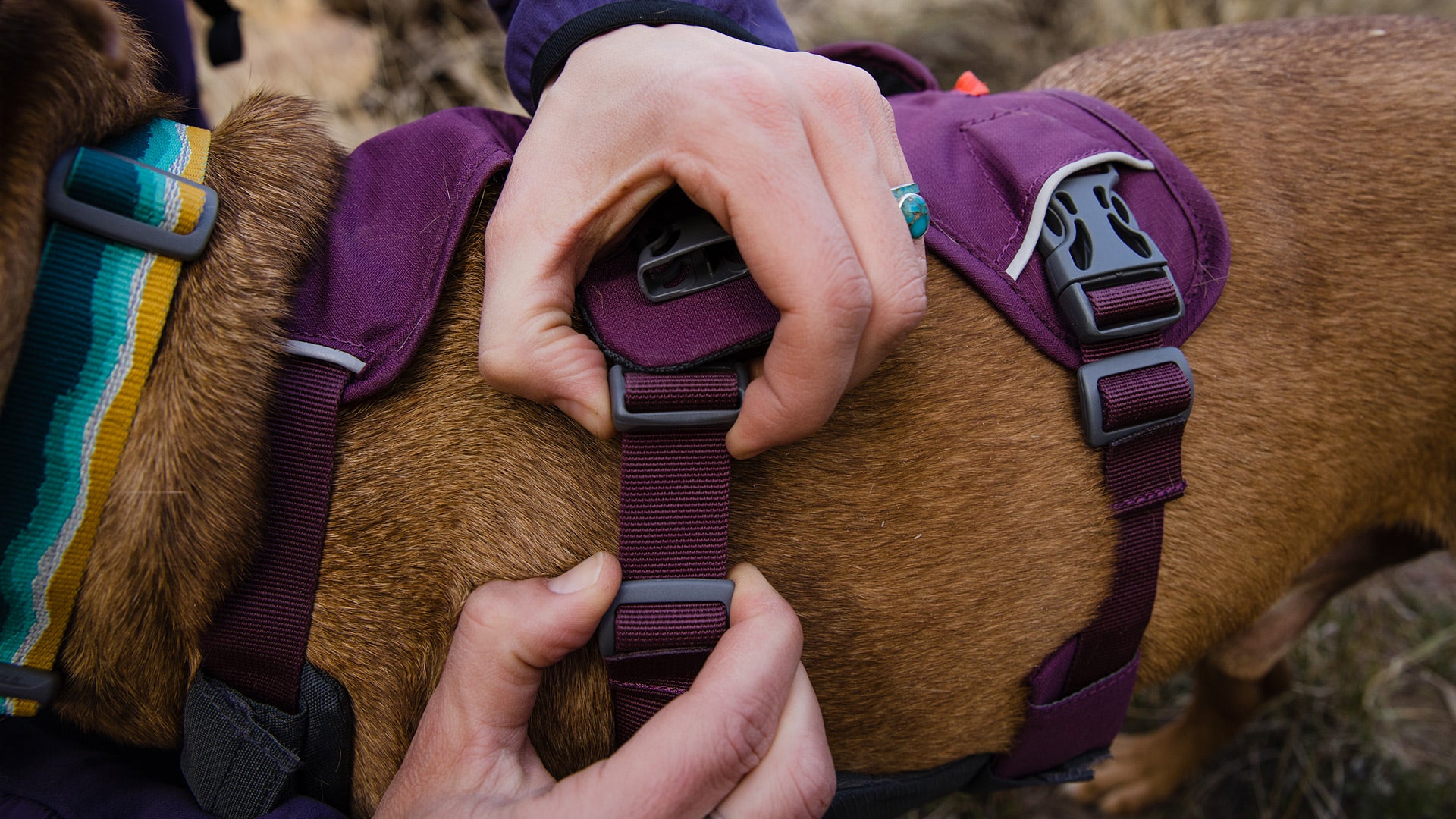 Web Master™ Dog Harness with Handle | Ruffwear