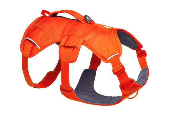 Web Master™ Dog Harness with Handle | Ruffwear