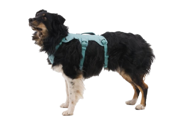 Used - Web Master™ Dog Harness with 