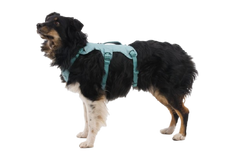 Used - Web Master™ Dog Harness with 