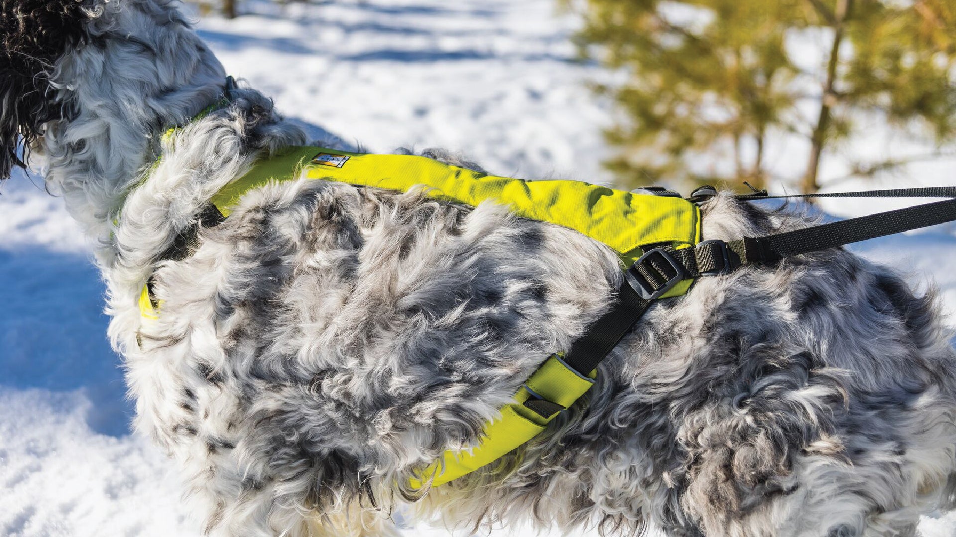 Omnijore Dog Joring System Skijoring Bikejoring Canicross