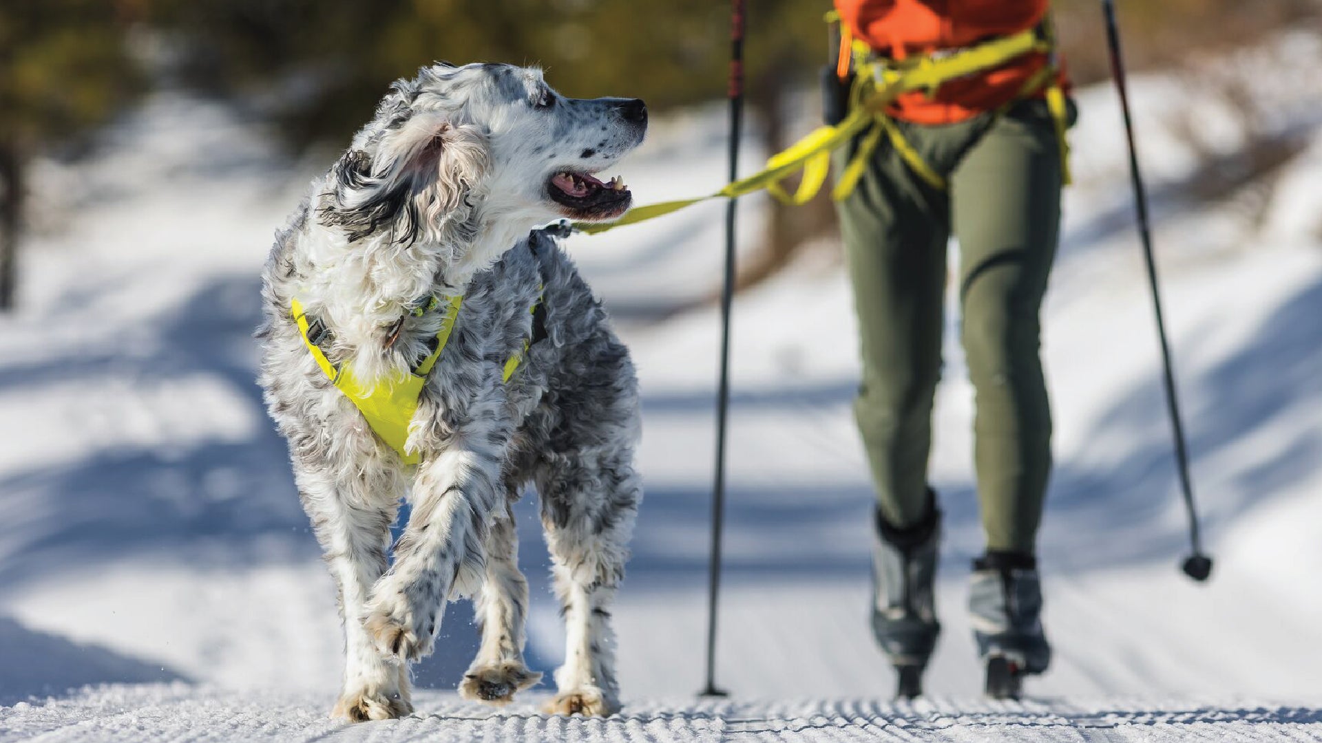 Omnijore Dog Joring System Skijoring Bikejoring Canicross