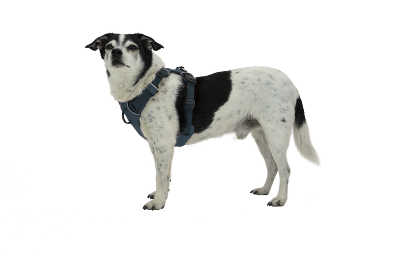 Front Range Dog Harness
