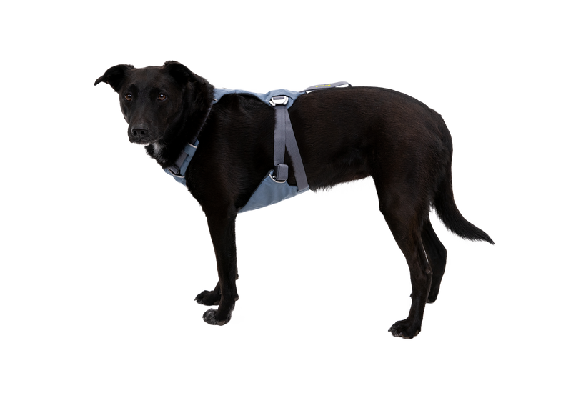 Used - Load Up™ Dog Car H