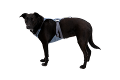 Used - Load Up™ Dog Car H