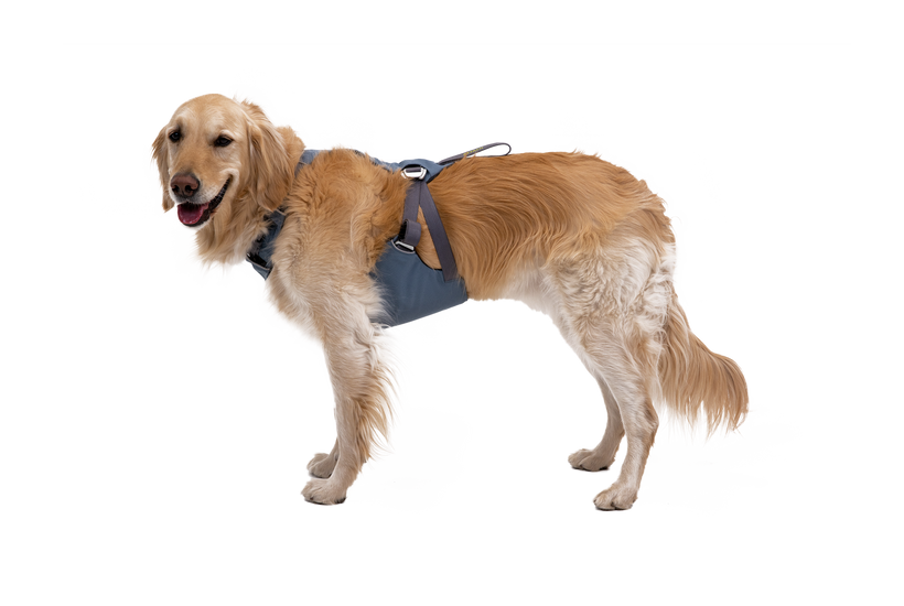 Dog, New Beautiful Lv Dog Harness With Leash Set