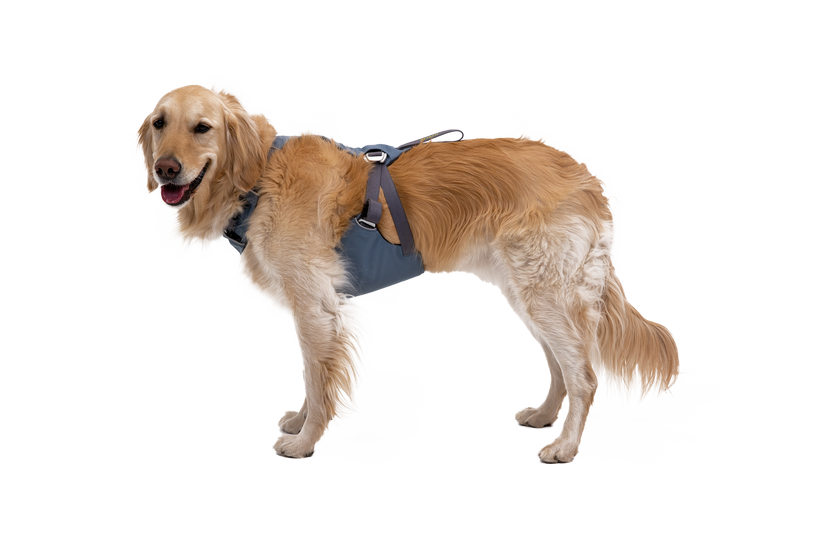 Used - Load Up™ Dog Car H