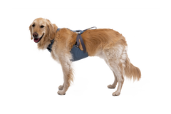 Used - Load Up™ Dog Car H