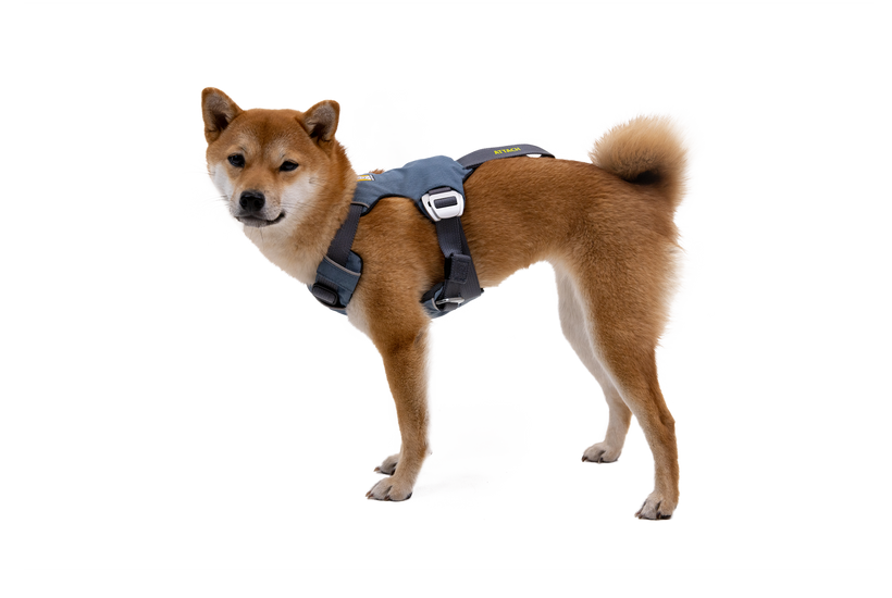 Used - Load Up™ Dog Car H