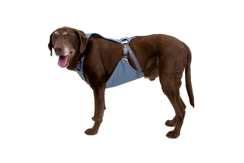 Used - Load Up™ Dog Car H