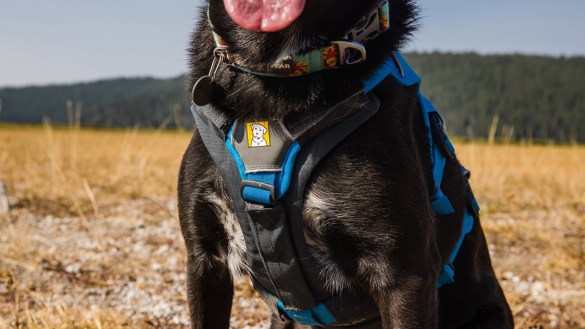 Brush Guard Chest Protection Lifting Support For Your Dog