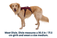 RP - Web Master™ Dog Harness with Handle