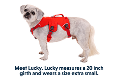 RP - Web Master™ Dog Harness with Handle