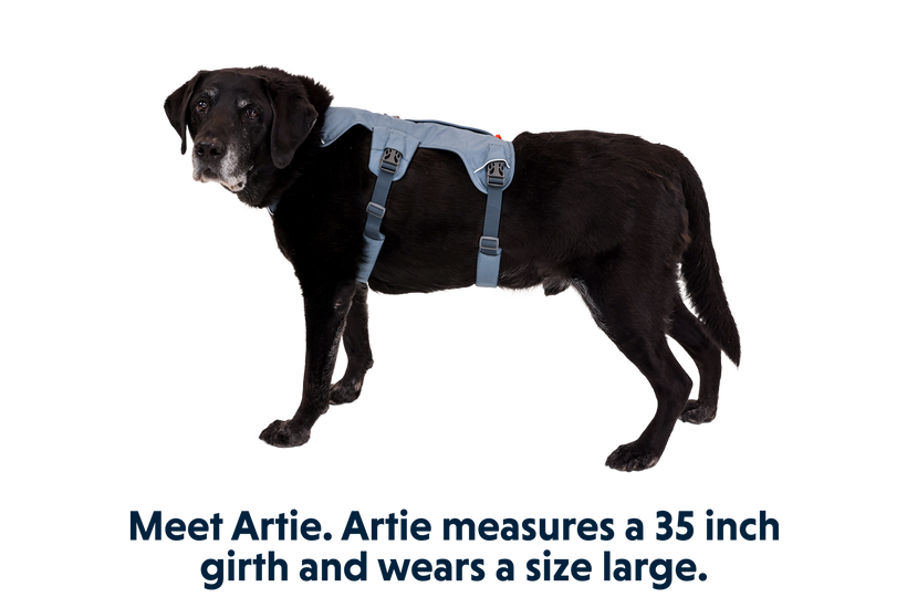 RP - Web Master™ Dog Harness with Handle