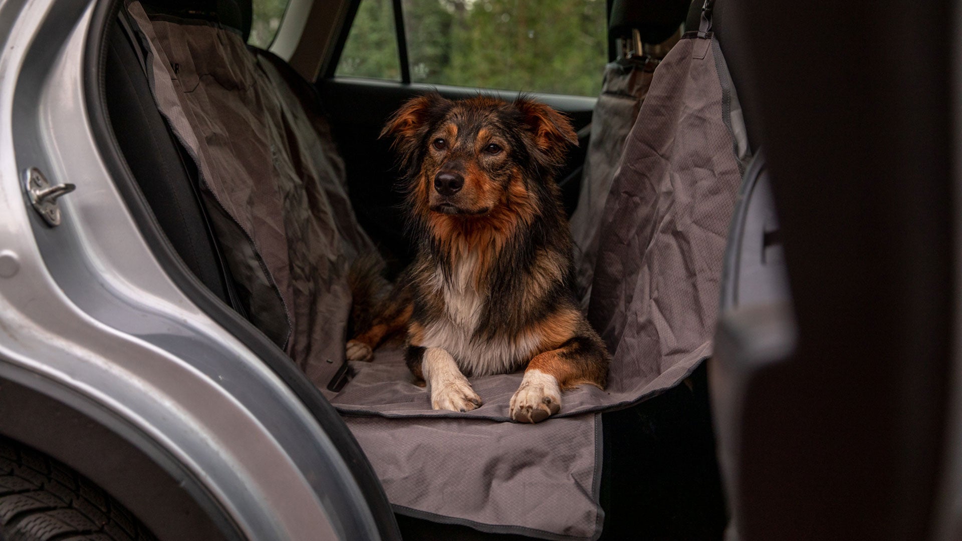 Audi 2024 dog cover