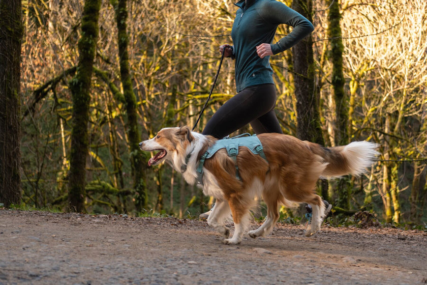 How to Fit and Adjust: The Web Master™ Harness Video Thumbnail