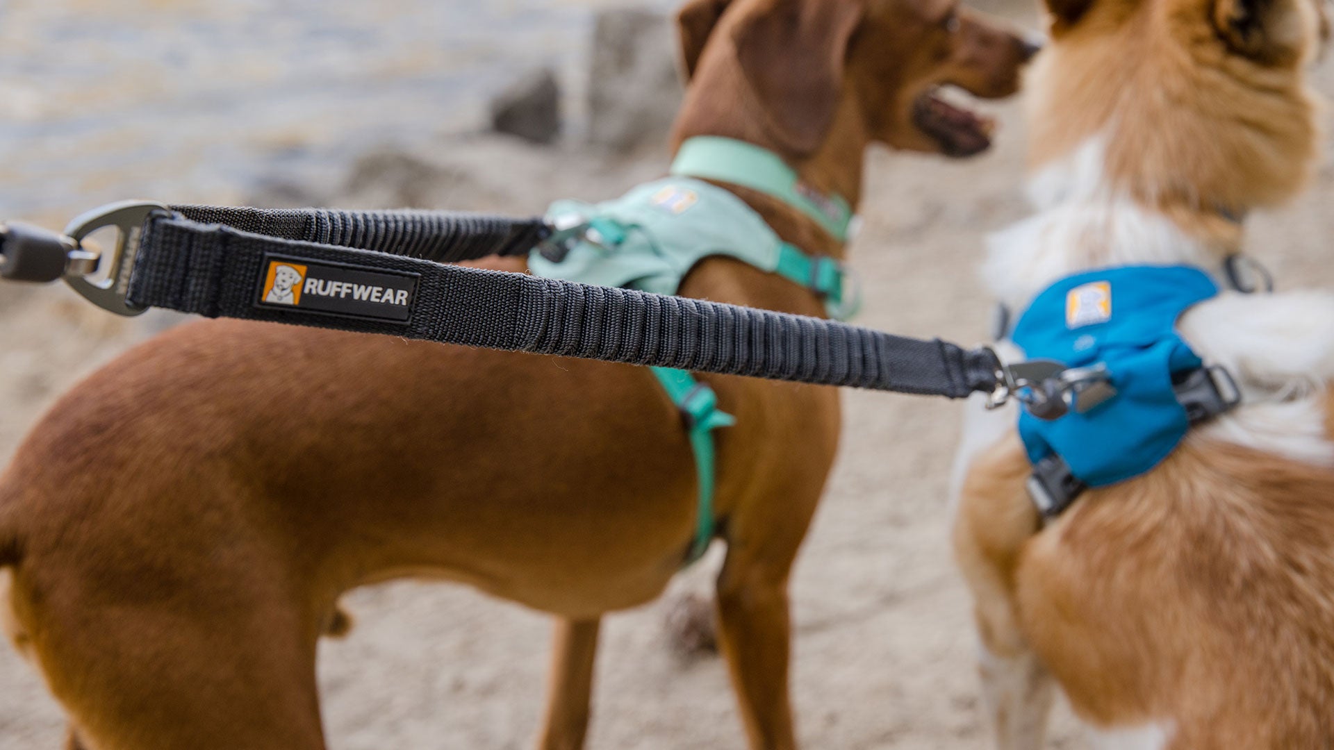 Leashes for two clearance dogs