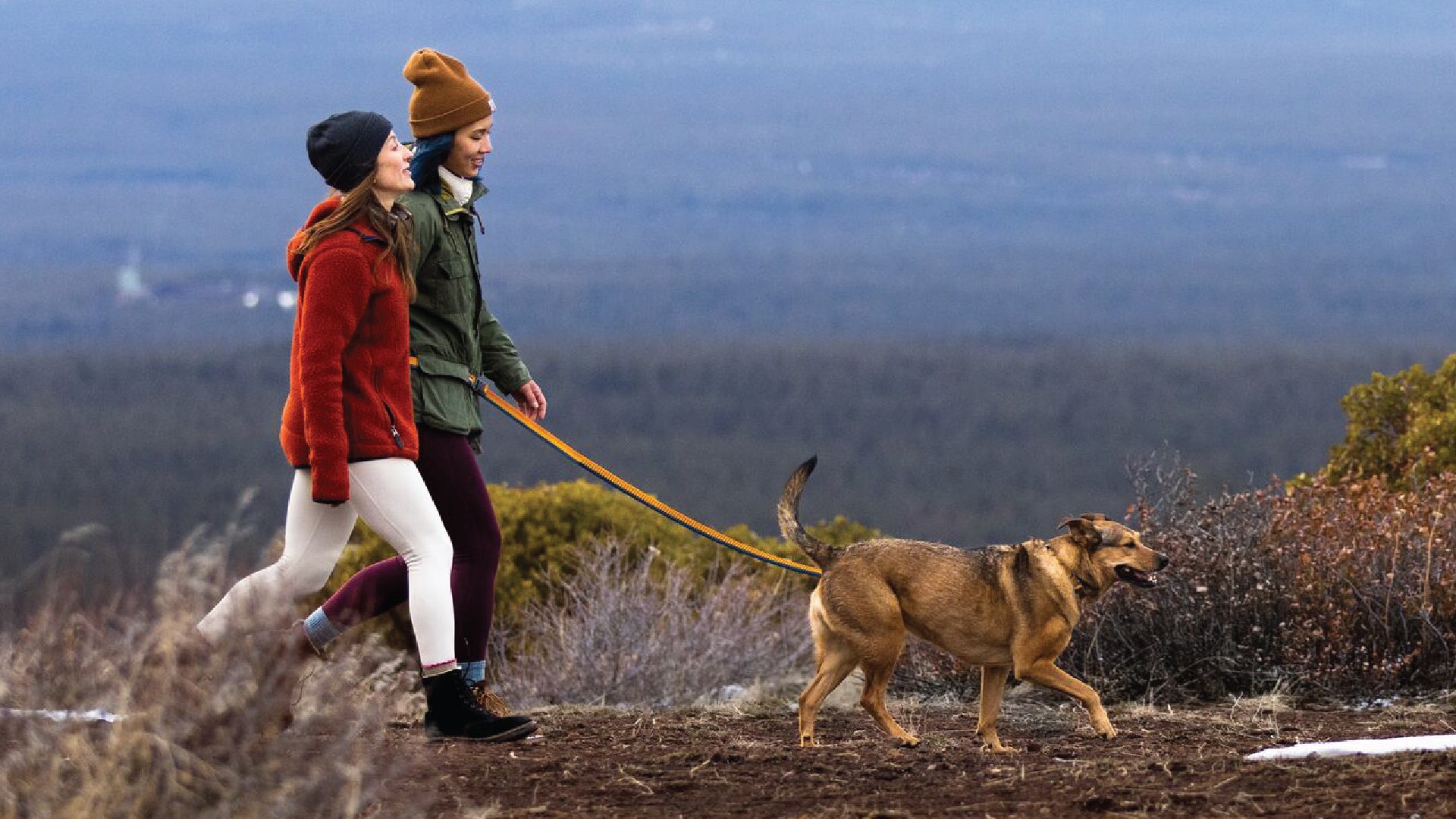 Stretchy dog clearance leash