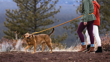 About: The Roamer™ Leash Video Thumbnail