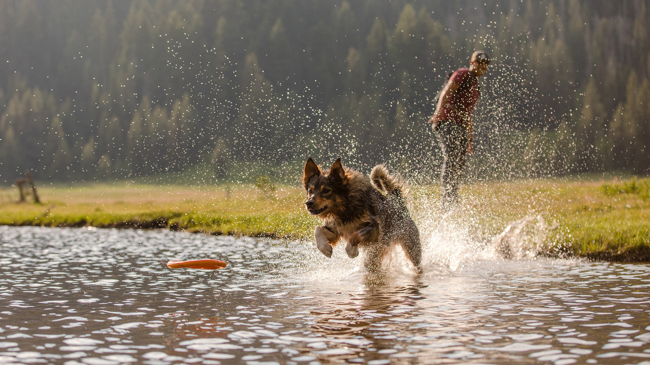 AquaFOAM Floating Dog Toys - Jeffers