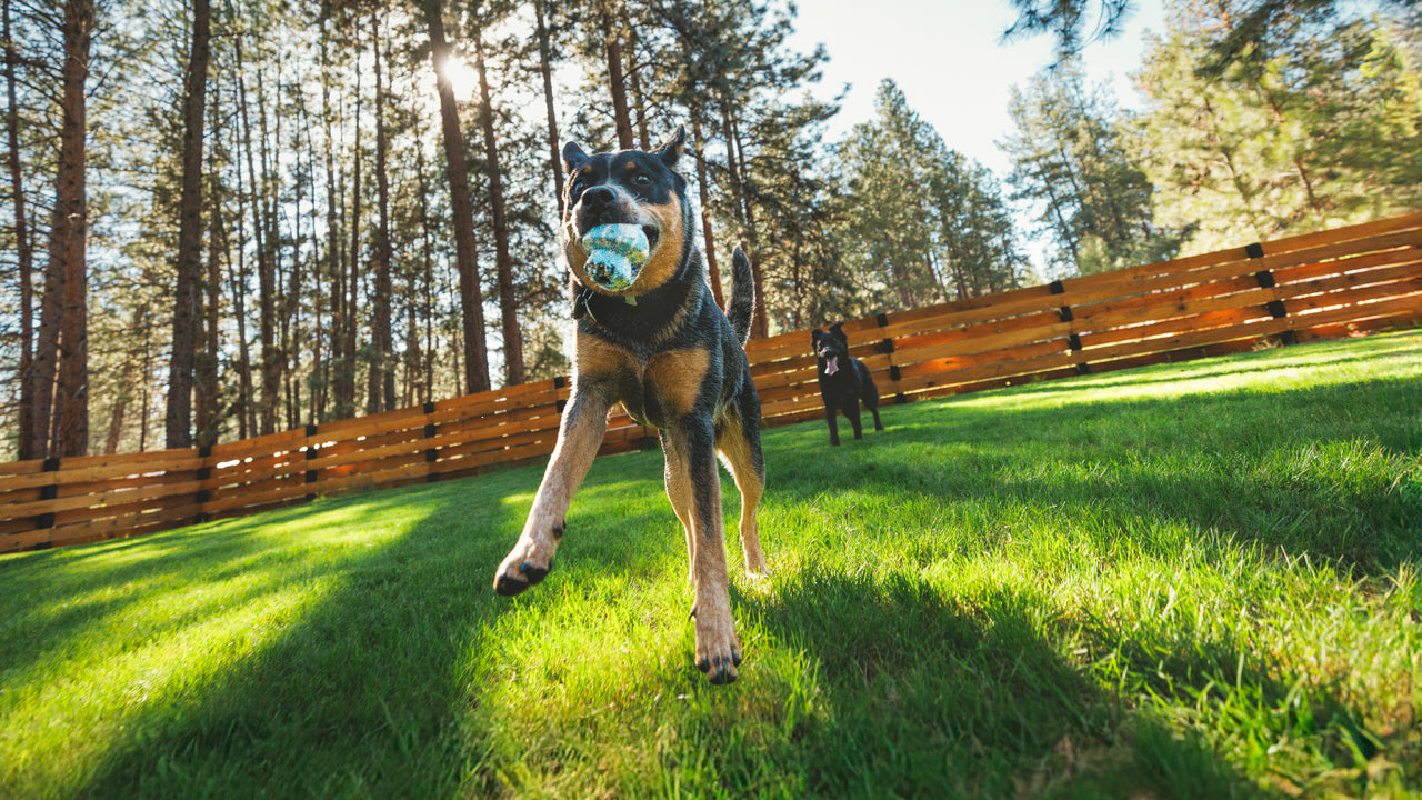 Resistente a Mordidas