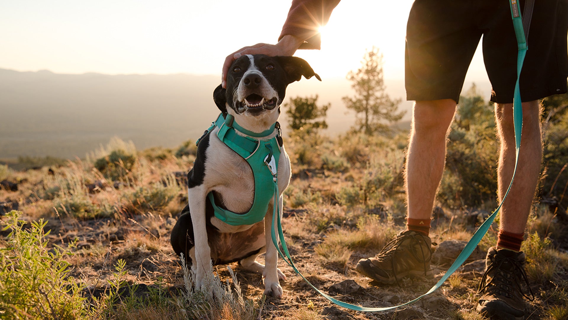 Front Range No Pull Dog Harness Front Clip Harness Ruffwear