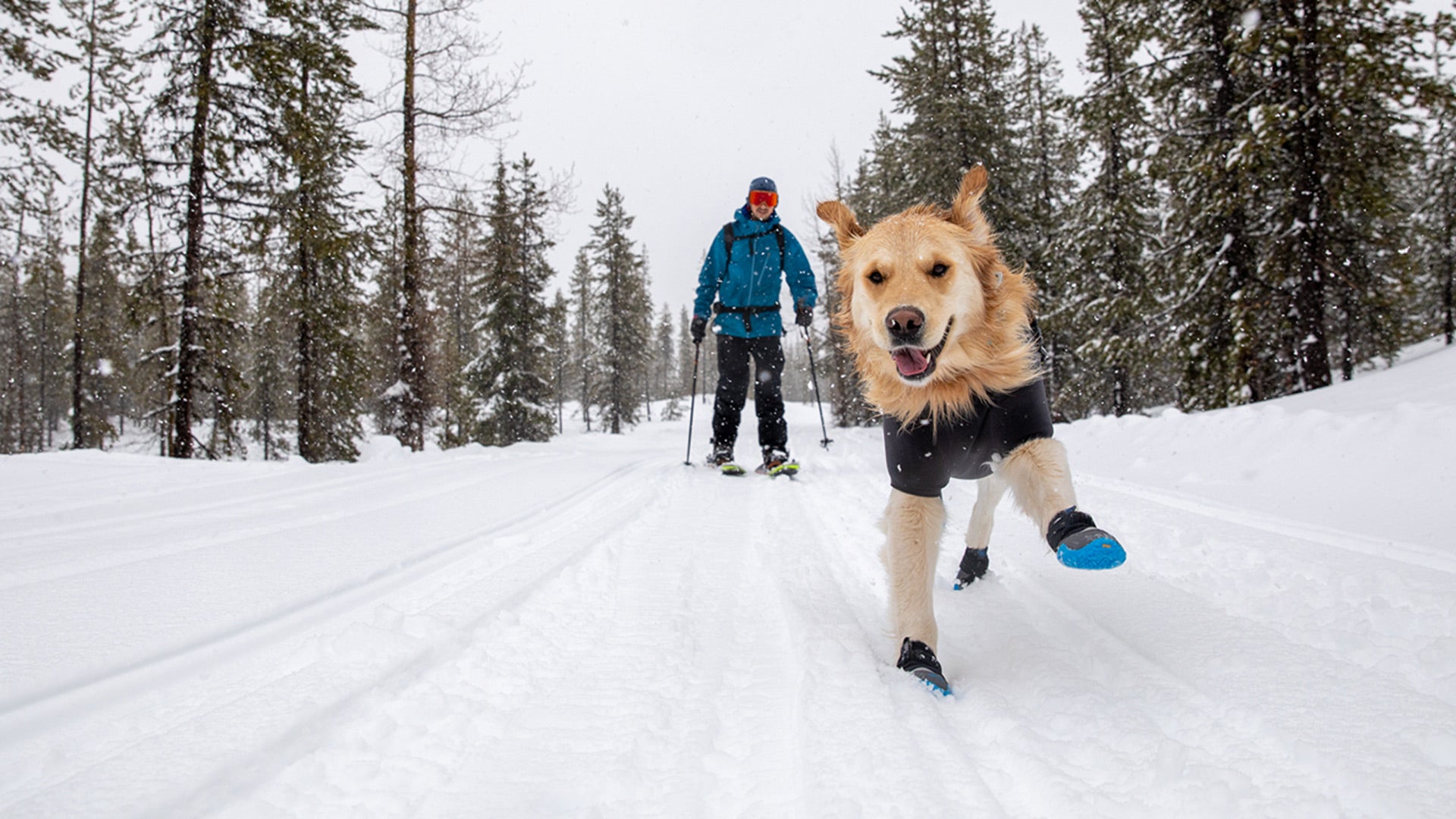 Dog paw shop snow boots