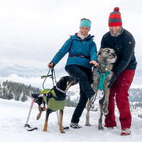 Adaptive dog noodle with wheelchair with skis with humans and other dog stand together on snowy trail.