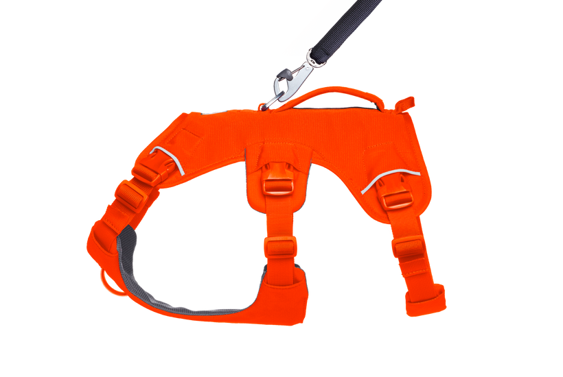 Blaze Orange