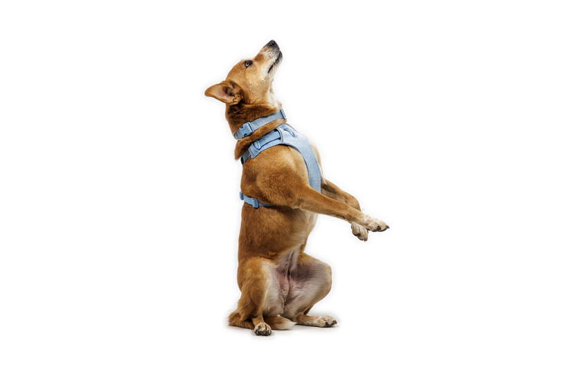 Front Range® Flex Harness | Ruffwear Front Range® Flex Harness | Ruffwear