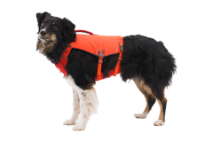 Used - Confluence™ Dog Life 